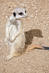 young meerkat
