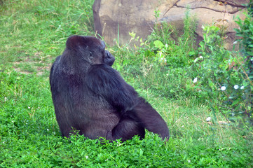 Gorilla. King Kong