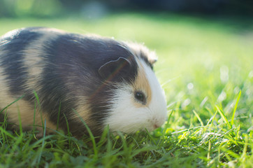 guinea pig walks in the fresh air and eating