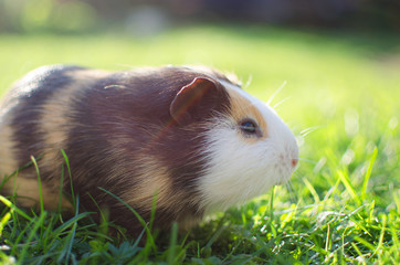 guinea pig walks in the fresh air and eating