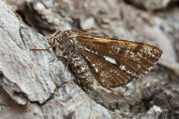Bordered white, Bupalus piniaria resting on pine park