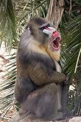 mandrill