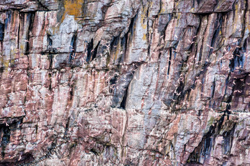 Flock of many gannet birds flying by Bonaventure island cliff in Perce, Gaspesie, Gaspe region of Quebec, Canada