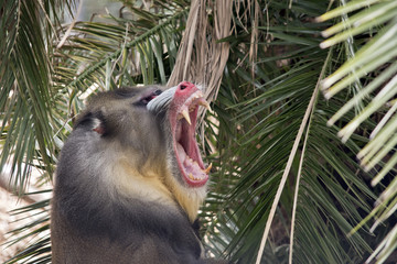 mandrill