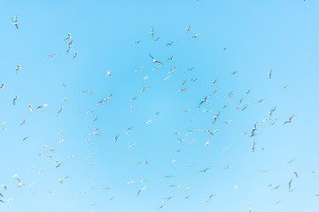 Flying gannet birds isolated against blue sky in Perce, Gaspesie, Gaspe region of Quebec, Canada by Bonaventure Island