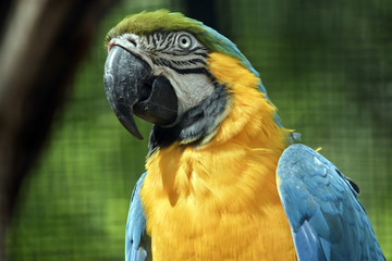 blue and gold macaw
