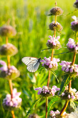 White butterfly with black veins of hawthorn sitting on purple flowers in summer