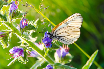 White butterfly with black veins of hawthorn sitting on purple flowers in summer