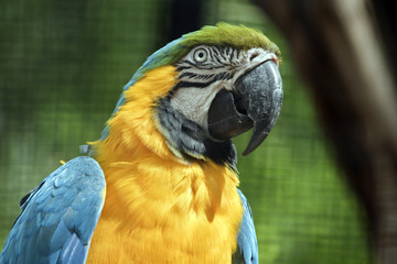 blue and gold macaw