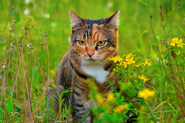 Naklejka na ściany i meble Cat sitting in the grass in the meadow. Domestic cat walking outdoors