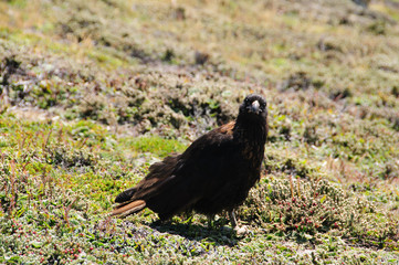 Striated Caracara on the Falkland Islands