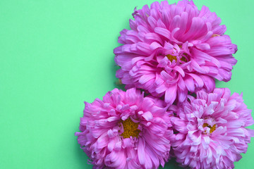 Three pink aster flowers on a trendy mint background. Flat