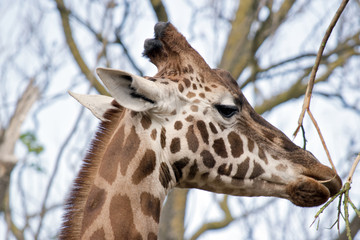 giraffe