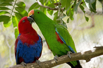 Fototapeta premium eclectus parrot