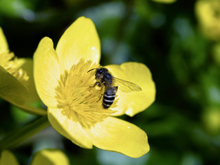 Honey bee on yellow flower