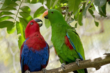 eclectus parrot