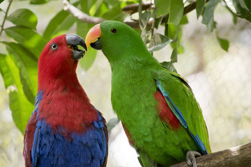 Fototapeta na wymiar eclectus parrot