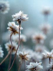 Sea thrift ( Armeria maritima ) growing by coast