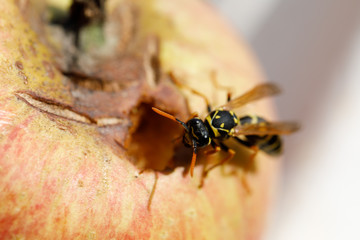 Wasp eating Apple, closeup, low focus
