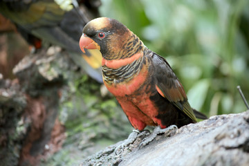 dusky lory