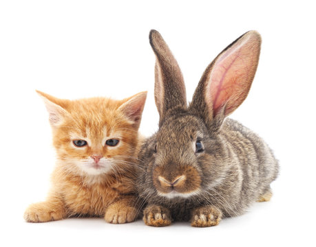 Cat and rabbit.