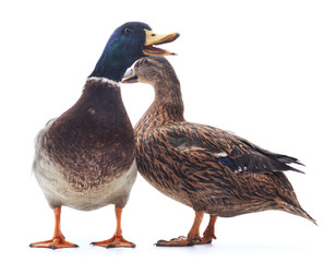Two wild ducks.