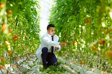 Contemporary greenhouse worker sitting on squats in aisle between tomato plants and learning their...