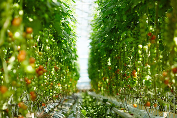 Aisle in hothouse dividing plantation of all year round grown tomatoes