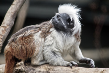 cotton top tamarin
