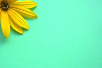petals of yellow daisies on a popular mint background. minimal art. flat