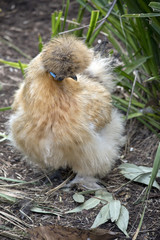 silkie chicken