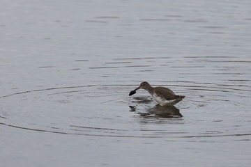 A Marsh Sandpiper, taken at Sungei Buloh wetland nature reserve in Singapore
