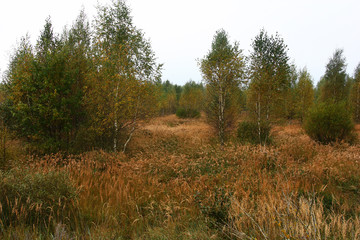Autumn morning. Birches and a dry grass./Grey autumn morning. Among a dry grass in different places there are young birches. Everywhere paints of autumn.