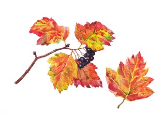 Naklejka na ściany i meble Hawthorn. Autumn leaves. Watercolor.