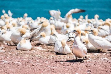Closeup of white Gannet bird colony nesting on cliff on Bonaventure Island in Perce, Quebec, Canada by Gaspesie, Gaspe region with one morus