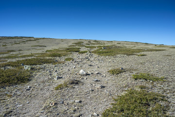 Alpine grasslands of Fescue (Festuca indigesta) and Padded brushwood (Juniperus communis) in Guadarrama Mountains National Park, Spain