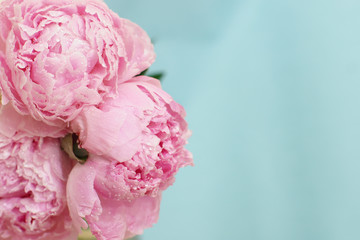 Blossoming flowers of peony bouquet of tender pink color