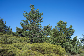 Padded brushwood (Cytisus oromediterraneus and Juniperus communis) and Scots Pine forest (Pinus...
