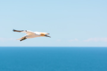 Fototapeta na wymiar One flying gannet bird isolated against blue ocean in Perce, Gaspesie, Gaspe region of Quebec, Canada by Bonaventure Island