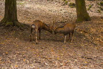 Sika deer
