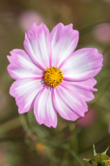 Obraz premium コスモスの花