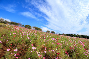 コスモス畑