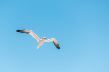 Fototapeta na wymiar One flying gannet bird isolated against blue sky in Perce, Gaspesie, Gaspe region of Quebec, Canada by Bonaventure Island