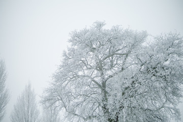 Vereiste Bäume mit weißem Himmel