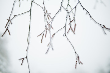 Eingefrorene Äste von Bäumen - Schneelandschaft