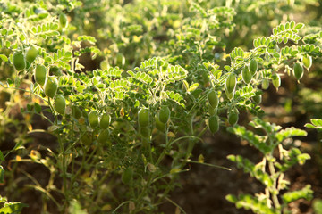 Curthamus tinctoriust