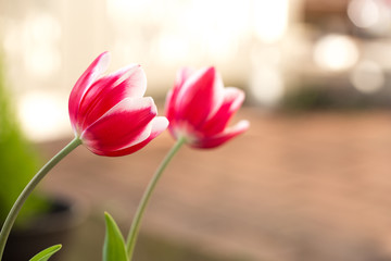 チューリップの花