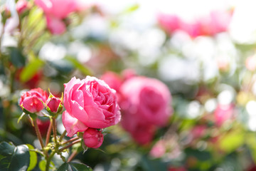 バラの花
