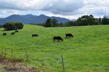 月山高原牧場 ／ 山形県鶴岡市羽黒町にある月山高原牧場は、約100haの緑のジュウタンが広がり、雄大な高原の中で牛や羊を眺められます。高原からの眺めは最高で、ひそかな観光ポイントになっています。