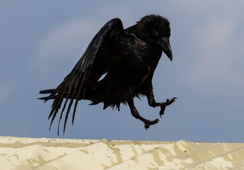 Kolkrabe springt